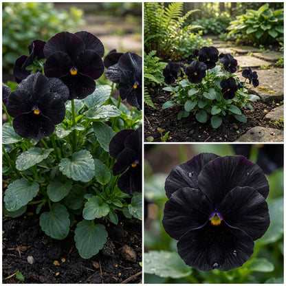 Black Viola Flower Seeds for Easy Planting