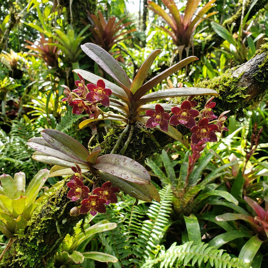 Trichoglottis Flower Seeds for Planting Unique Blooms and Vibrant Colors in Your Garden - Seed for Distinctive Floral Displays