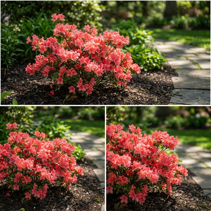 Azalea Seeds for Vibrant Spring Planting