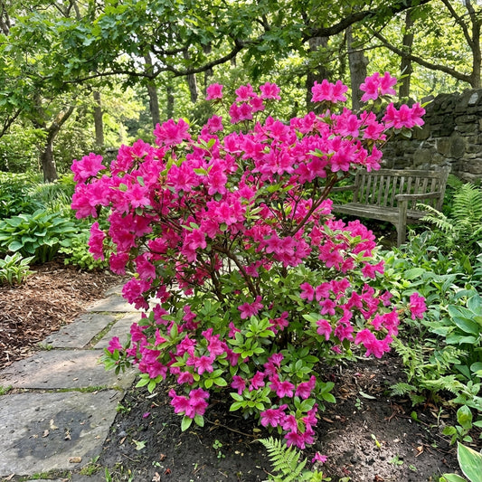 Azalea Seeds for Vibrant Spring Planting