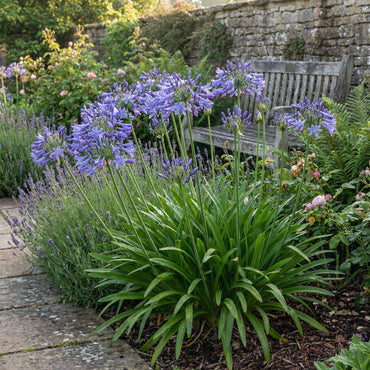 Agapanthus Flower Seeds for Exotic Gardens - Majestic Blooms & Ground Cover