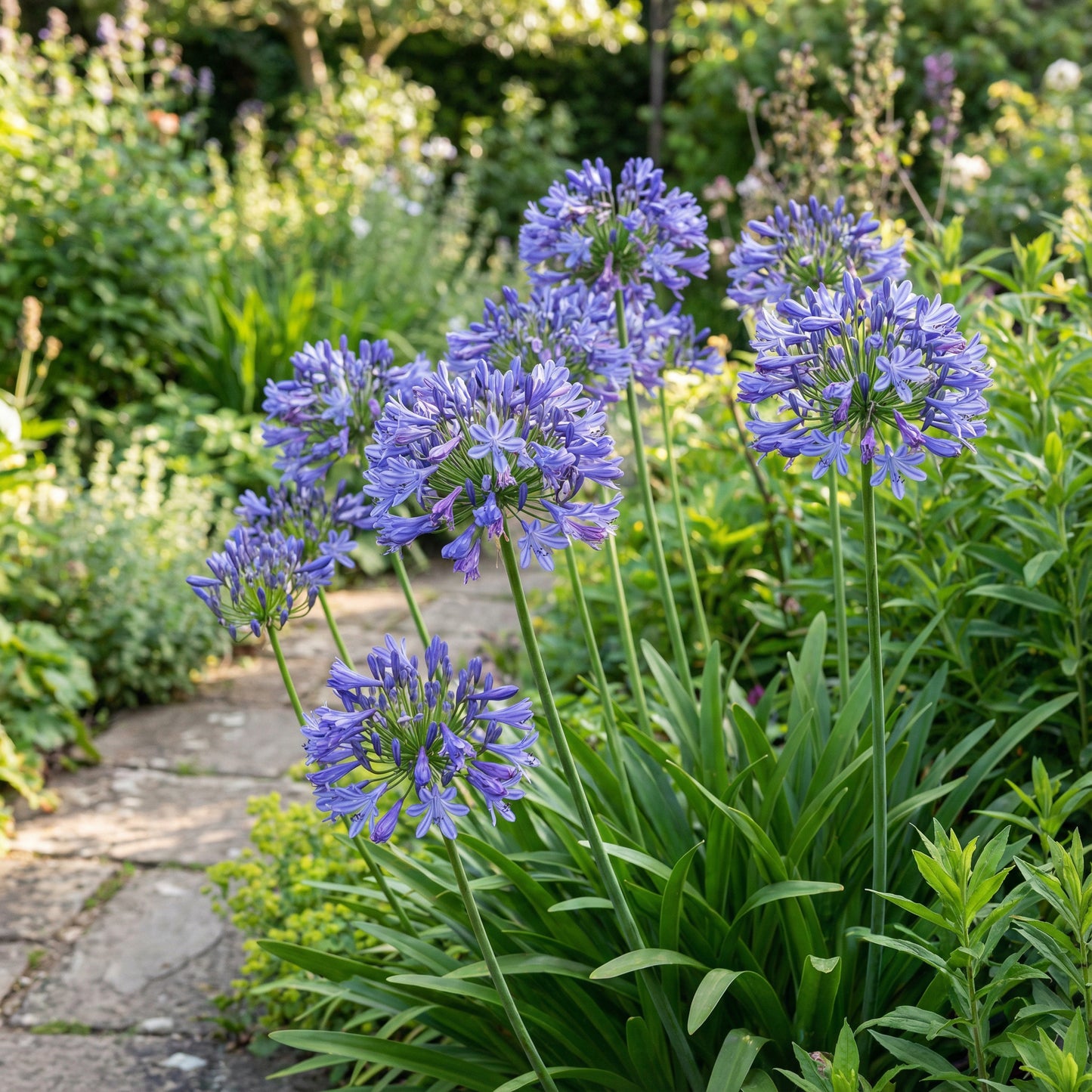 Agapanthus Flower Seeds for Exotic Gardens - Majestic Blooms & Ground Cover