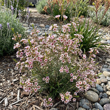 Wax Plant Seeds for Easy Planting