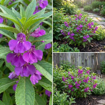 Purple Impatiens Balsamina Flower Seeds for Easy Planting