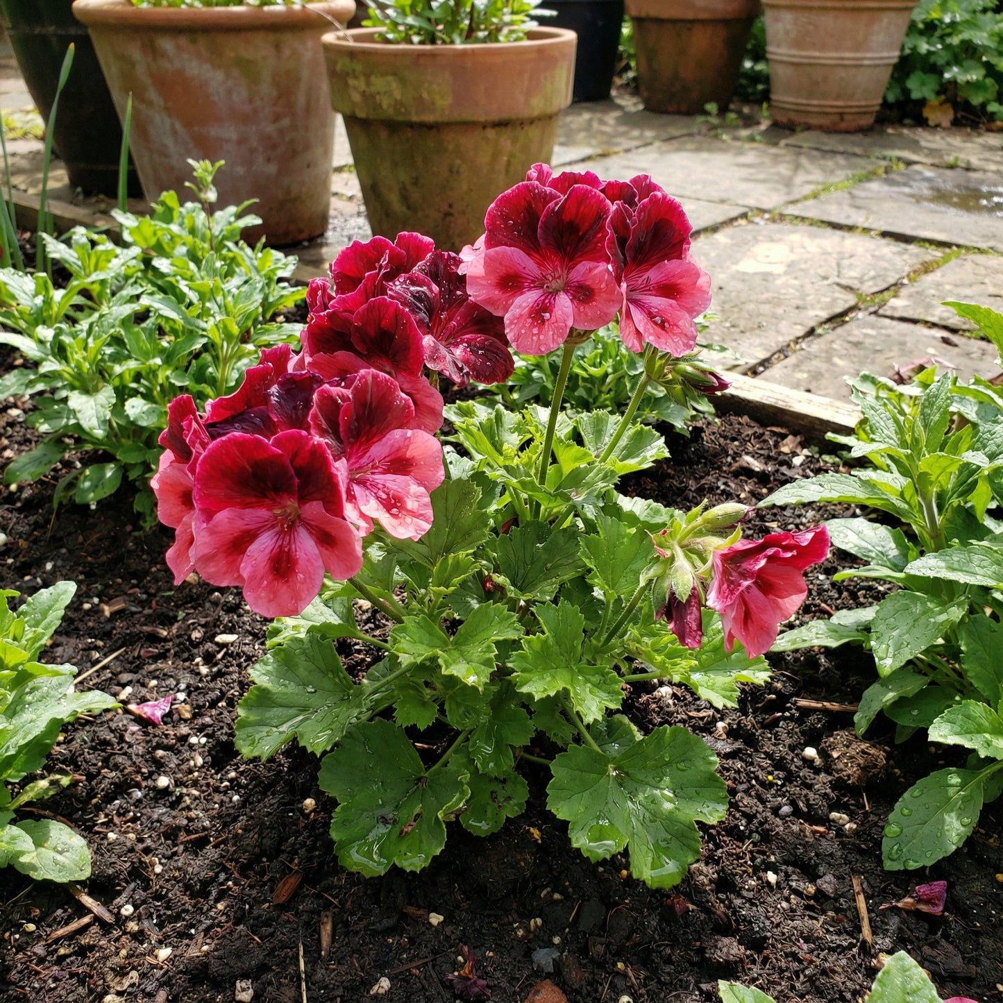 Geranium Flower Seeds for Planting - Vibrant Annuals for Your Garden