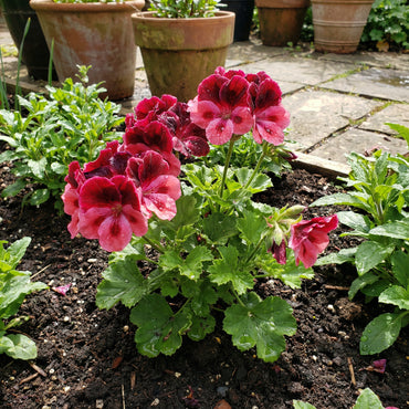 Geranium Flower Seeds for Planting - Vibrant Annuals for Your Garden