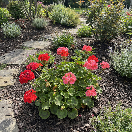 Geranium Flower Seeds for Planting - Vibrant Annuals for Your Garden