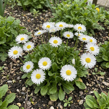 White Bellis Flower Planting for Charming Gardens - Seeds for Lush Blossoms