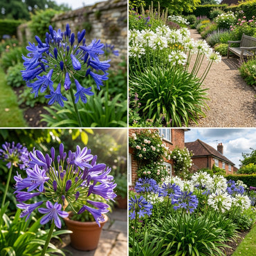 Agapanthus Planting Seeds for Large Blooms | Exotic Ground Cover