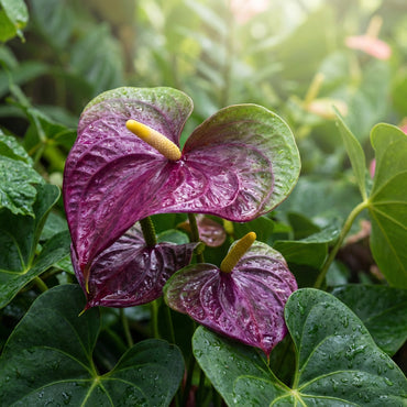 Exotic Anthurium Flower Seeds for Elegant Planting