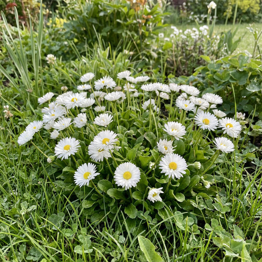 White Bellis Flower Planting for Charming Gardens - Seeds for Lush Blossoms