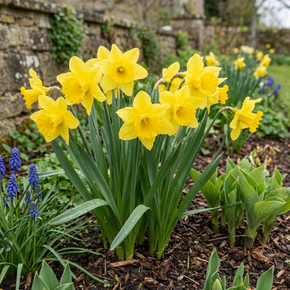 Perennial Daffodil Narcissus Flower Seeds for Fall Planting