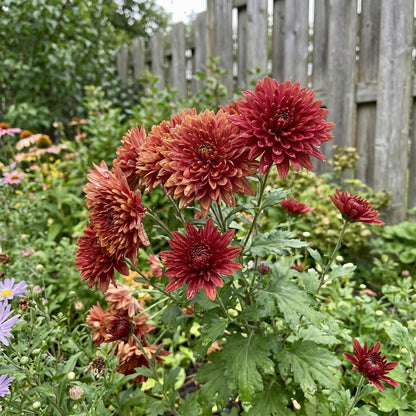 Chrysanthemum Flower Seeds for Vibrant Fall Planting