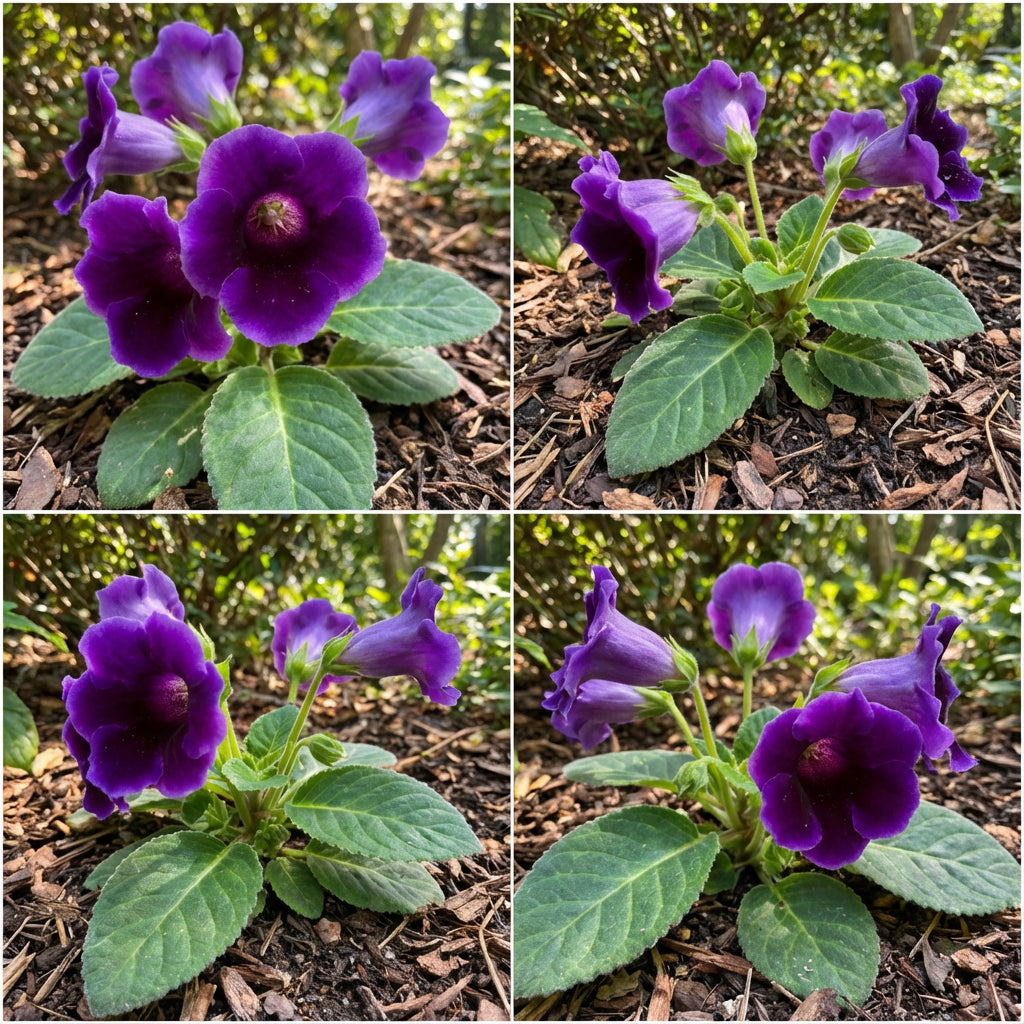 Gloxinia Seeds for Planting Beautiful Indoor Flowers