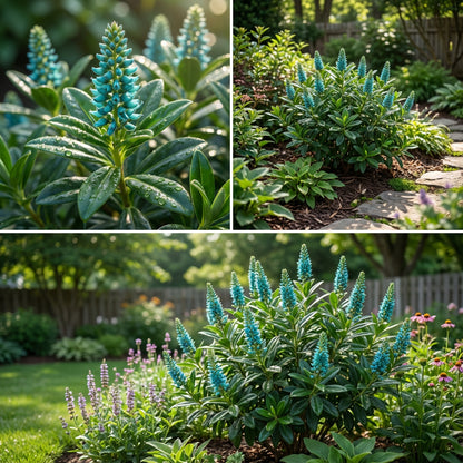 Ecbolium Viride Flower Seeds for Planting