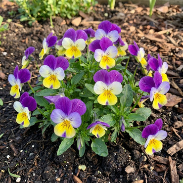 Viola Tricolor Planting Flower Seeds for Vibrant Gardens - Organic Multi-Colored Blooms