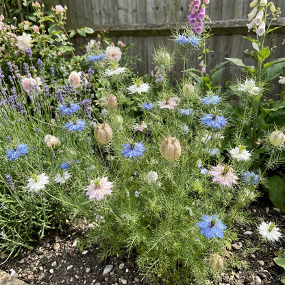 Nigella Damascena Planting Flower Seeds for Whimsy