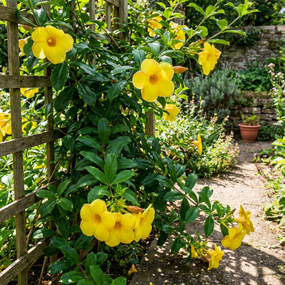 Allamanda Seeds: Plant for Vibrant Blooms