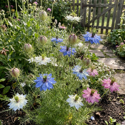 Nigella Damascena Planting Flower Seeds for Whimsy