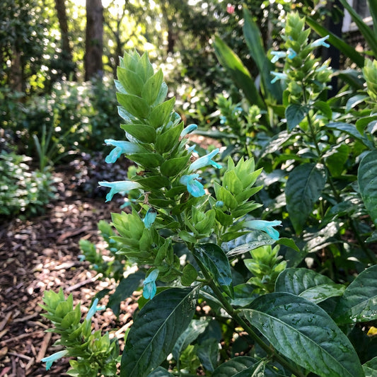 Ecbolium Viride Flower Seeds for Planting