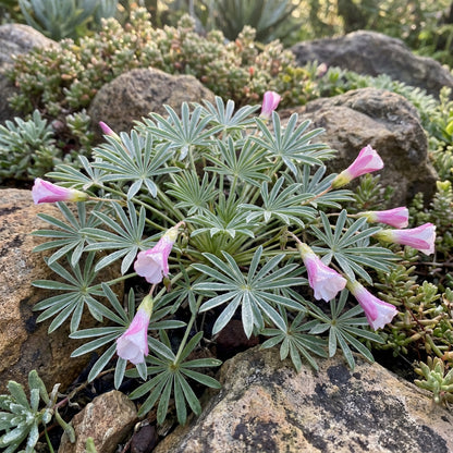African Oxalis Flower Seeds for Exotic Gardens | Premium Planting Seeds