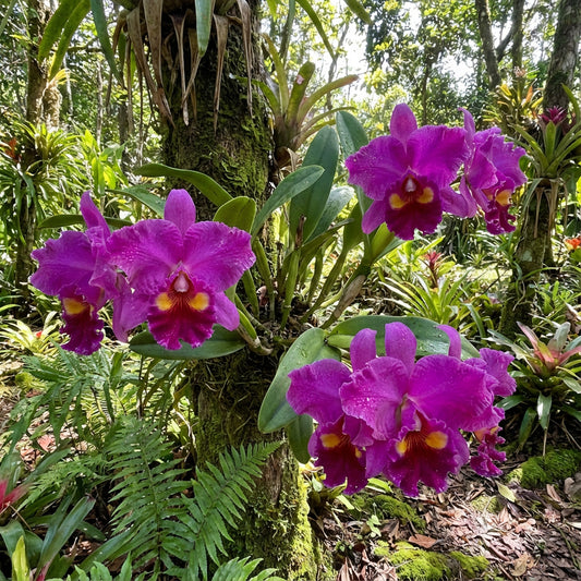 Elegant Cattleya Orchid Seeds for Planting