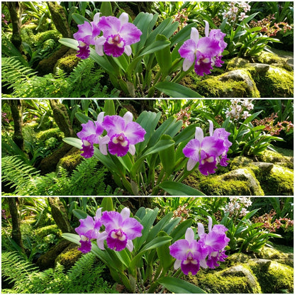 Elegant Cattleya Orchid Seeds for Planting