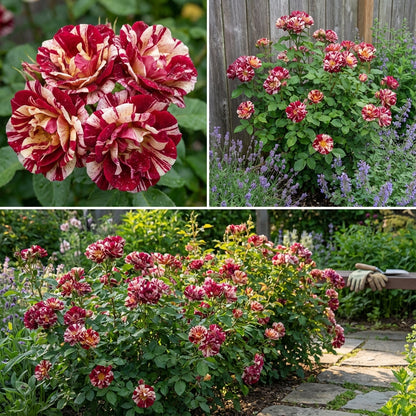 Strip Shrub Rose Planting Flower Seeds