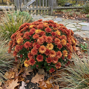 Autumn Planting Flower Seeds