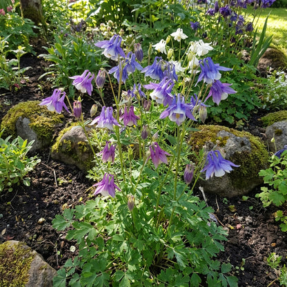 Aquilegia Columbine Seeds: Ideal for Woodland Planting