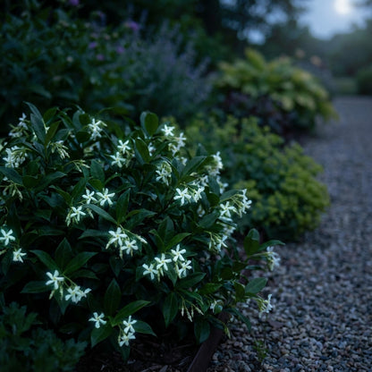 Twinkle Star Nighttime Flower Seeds: Illuminate Your Garden with Sparkling Blooms