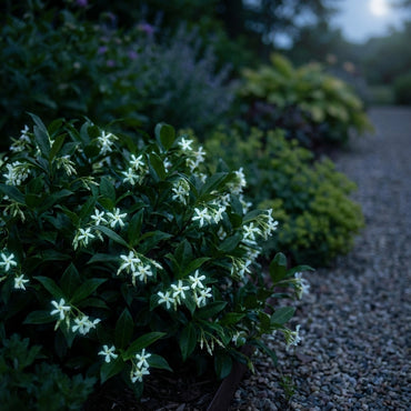 Twinkle Star Nighttime Flower Seeds: Illuminate Your Garden with Sparkling Blooms