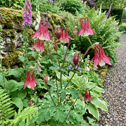 Aquilegia Columbine Seeds: Ideal for Woodland Planting