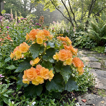 Rieger Begonia Planting Seeds for Colorful Blooms