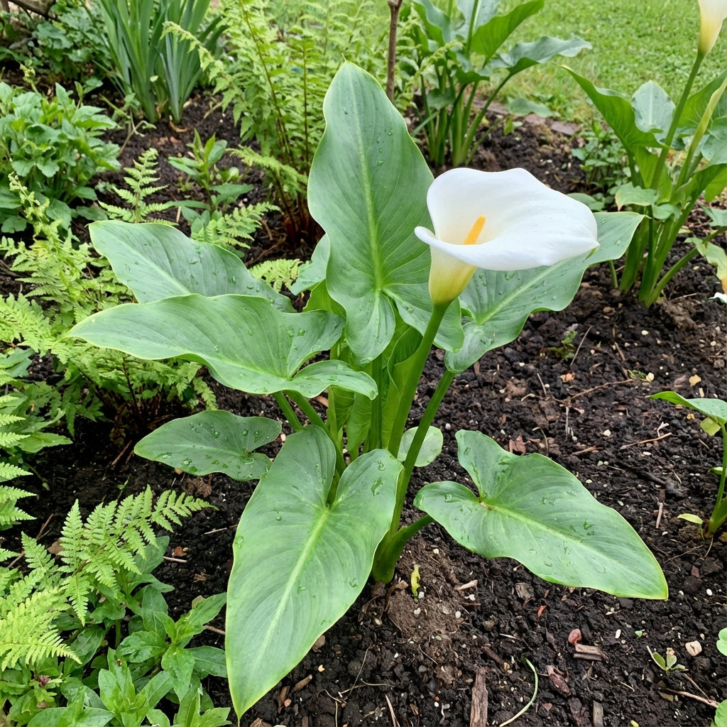 Zantedeschia Aethiopica Planting Seeds for Blooms