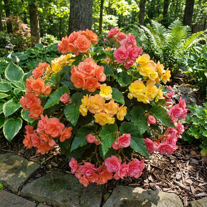 Rieger Begonia Planting Seeds for Colorful Blooms