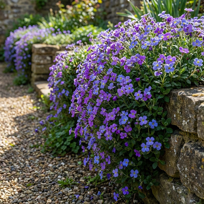 Rock Cress Planting Seeds for Ground Cover