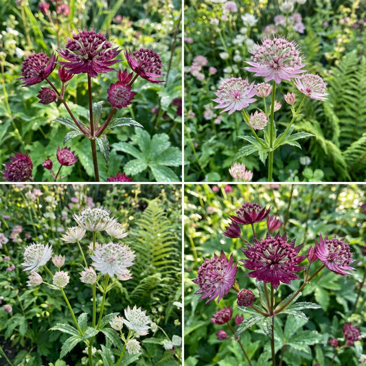 Astrantia Seeds for Starry Blooms Planting