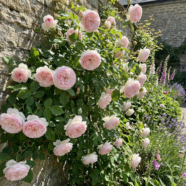 Lady Favorite Rose Seeds for Elegant Blooms - Perfect for Planting