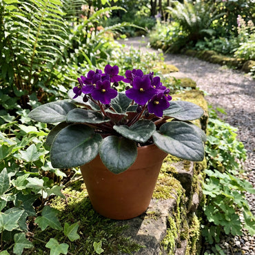 Saintpaulia Planting Seeds for Indoor Blooms