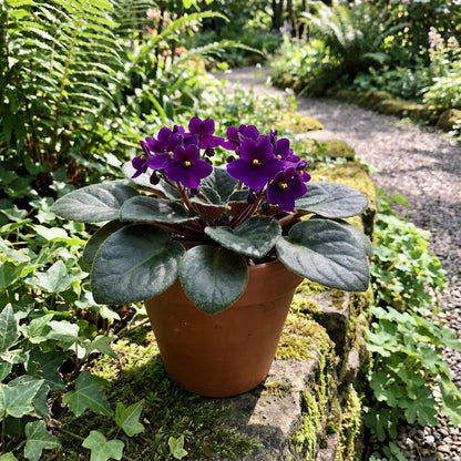 Saintpaulia Planting Seeds for Indoor Blooms