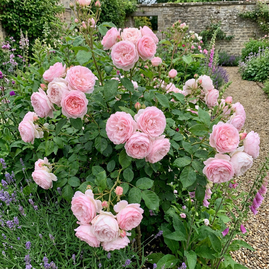 Lady Favorite Rose Seeds for Elegant Blooms - Perfect for Planting