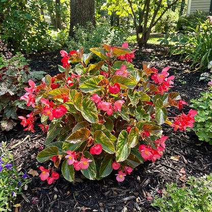 Begonia Seeds for Planting in Shade Gardens