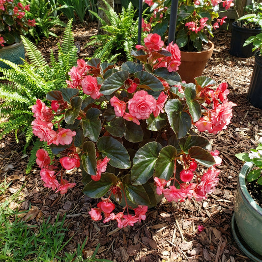 Begonia Seeds for Planting in Shade Gardens