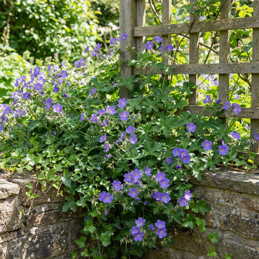 Blue Climbing Geranium Seeds for Easy Planting