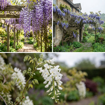 Wisteria Seeds for Planting: Grow Beautiful Climbing Blooms