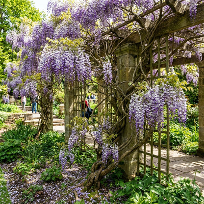 Wisteria Seeds for Planting: Grow Beautiful Climbing Blooms