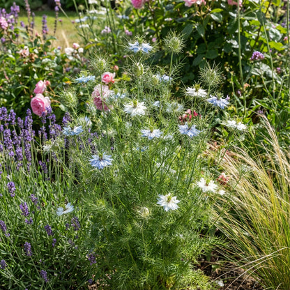 Nigella Damascena Flower Seeds - Perfect for Garden Planting