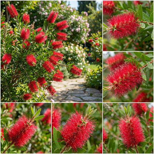Vibrant Callistemon Seeds for Planting