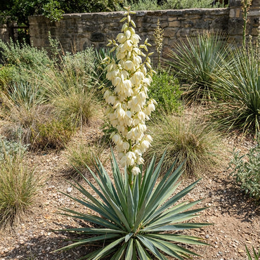Yucca Planting Flower Seeds for Desert red